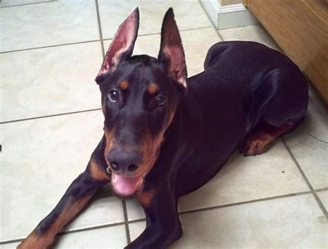 dobermann oren knippen|Op welke leeftijd kun je de oren van een Doberman .
